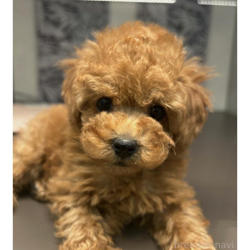 販売中の東京都のティーカッププードル-446226の3枚目