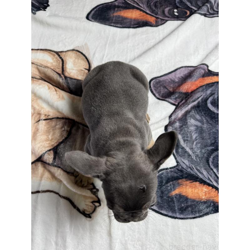 販売中の奈良県のフレンチブルドッグ-441637の2枚目