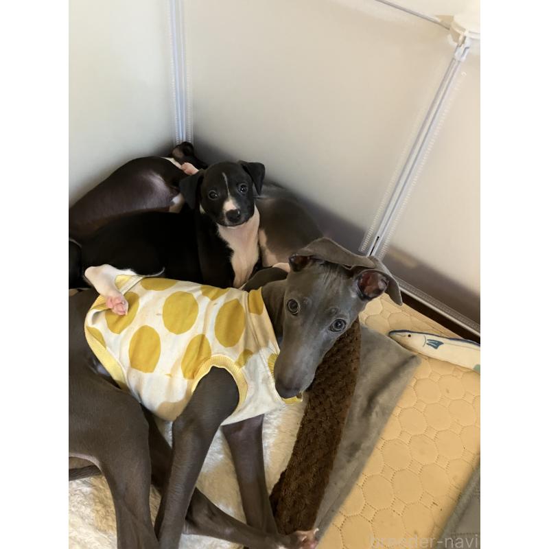 販売中の滋賀県のイタリアングレーハウンド(イタグレ)-439419の6枚目