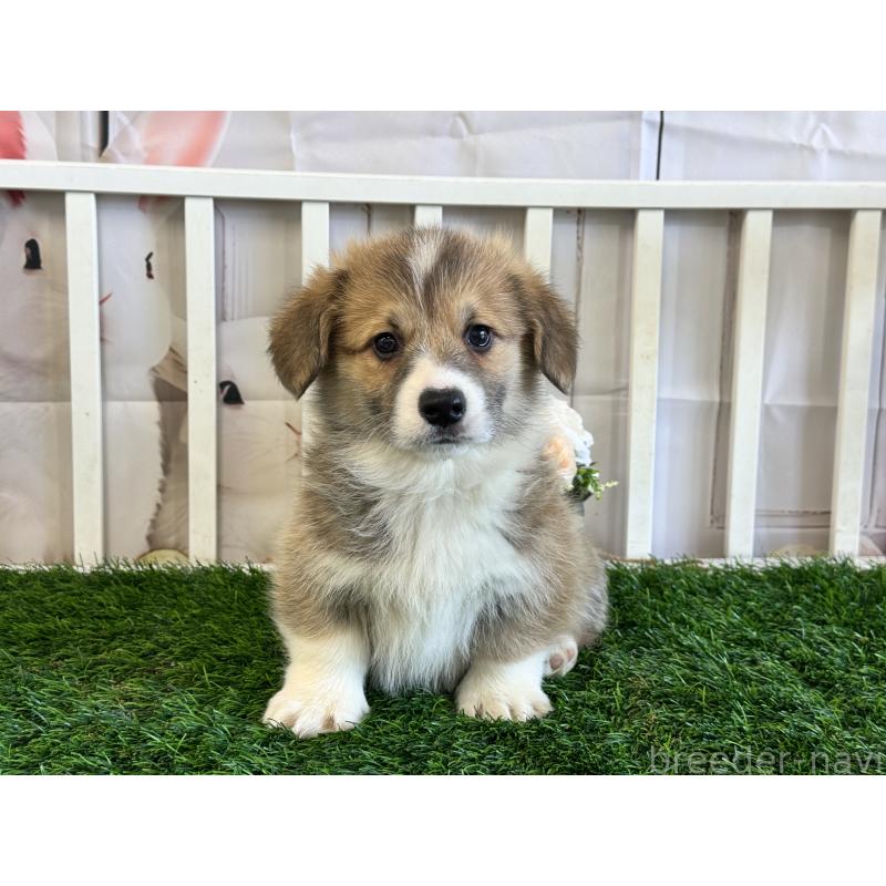 販売中の茨城県のウェルシュコーギーペンブローク-439654の4枚目