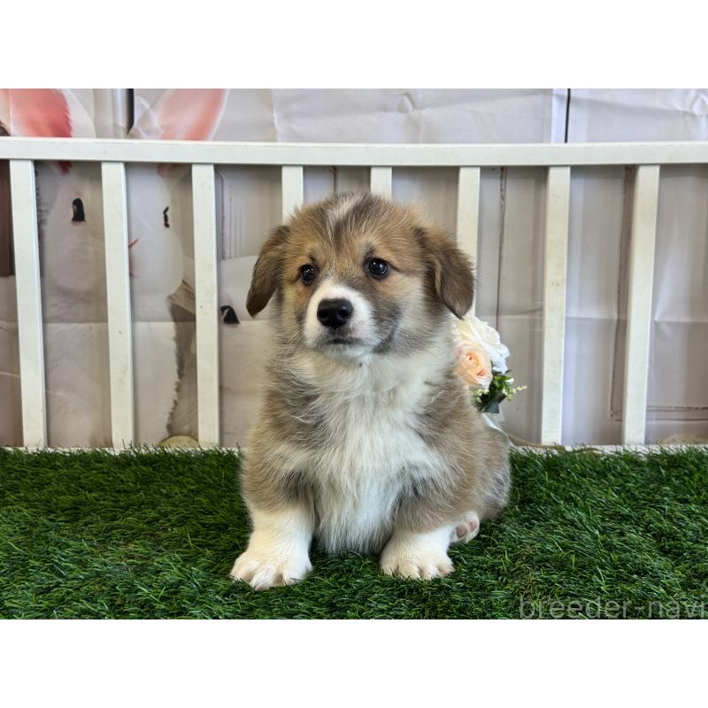 販売中の茨城県のウェルシュコーギーペンブローク-439654の3枚目