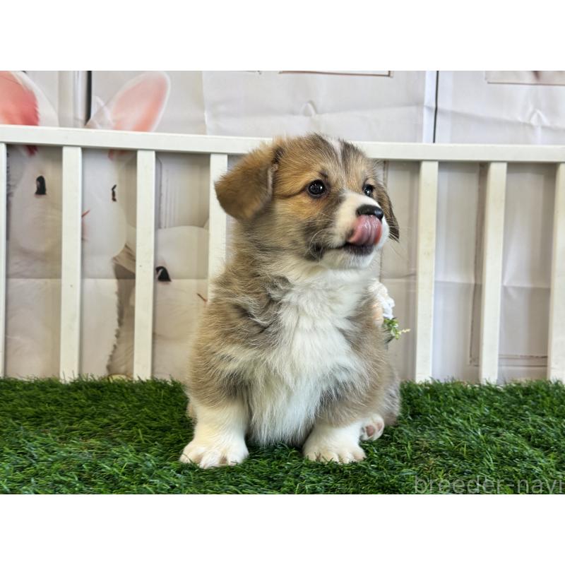 販売中の茨城県のウェルシュコーギーペンブローク-439654の2枚目