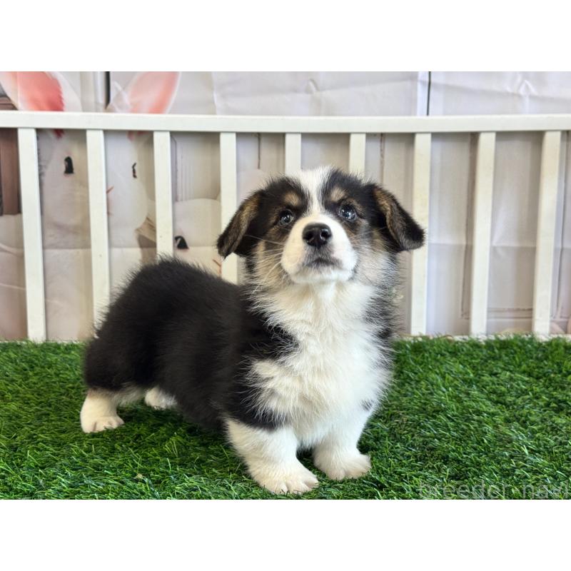 販売中の茨城県のウェルシュコーギーペンブローク-439661の6枚目