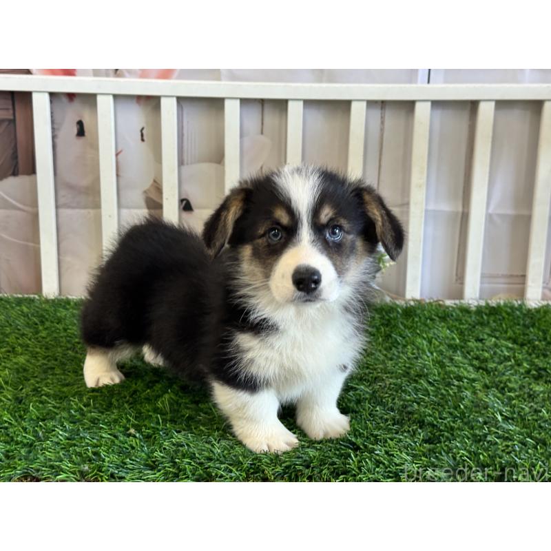 販売中の茨城県のウェルシュコーギーペンブローク-439661の5枚目