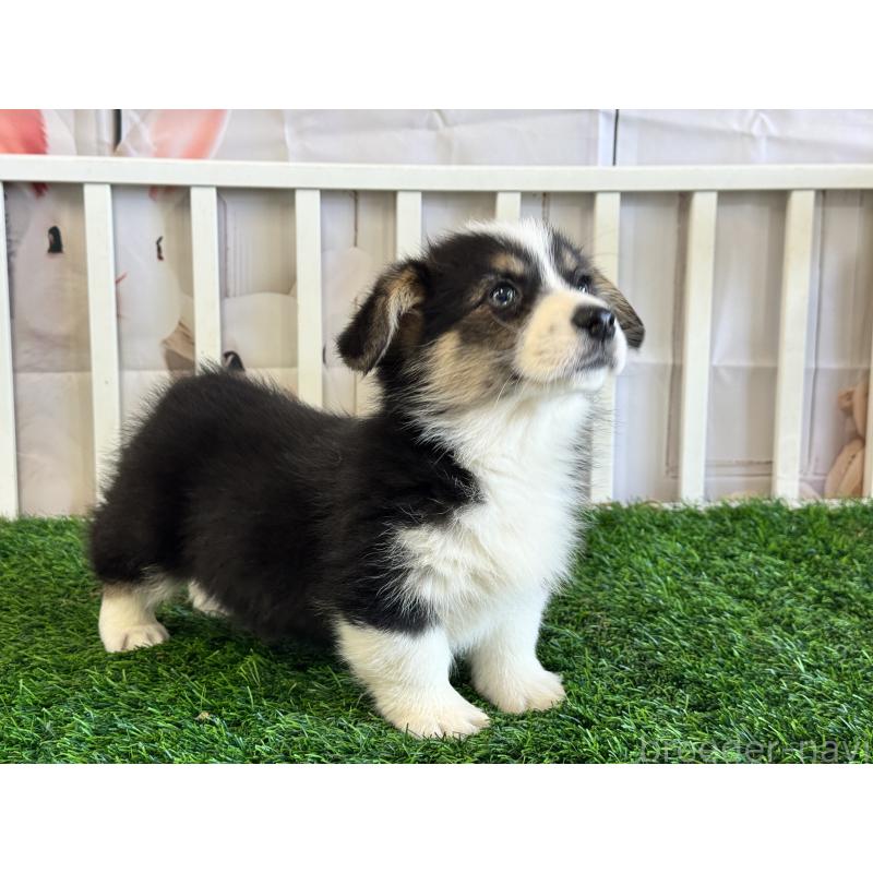 販売中の茨城県のウェルシュコーギーペンブローク-439661の4枚目