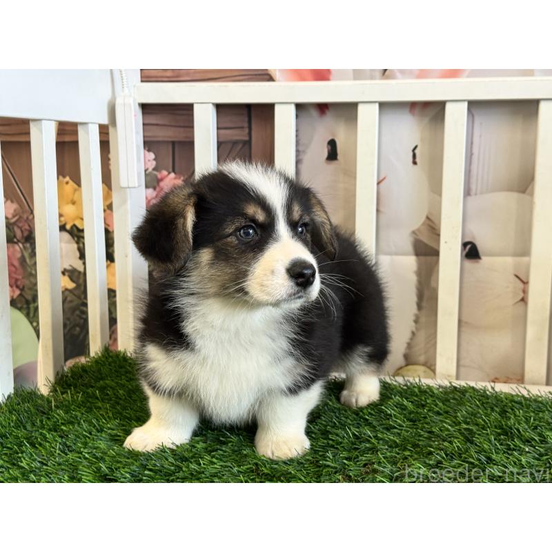 販売中の茨城県のウェルシュコーギーペンブローク-439661の3枚目