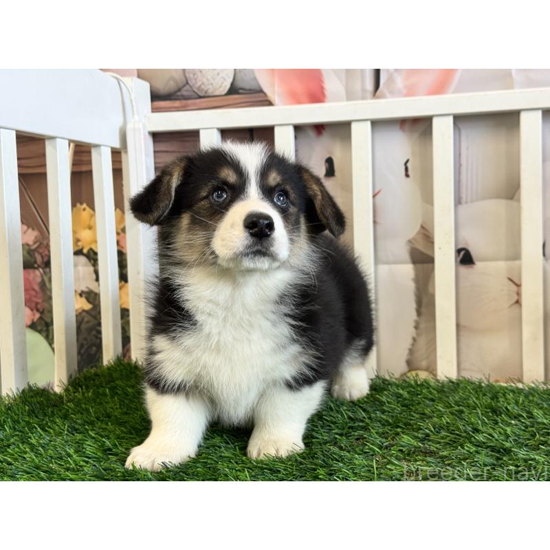 販売中の茨城県のウェルシュコーギーペンブローク-439661の2枚目