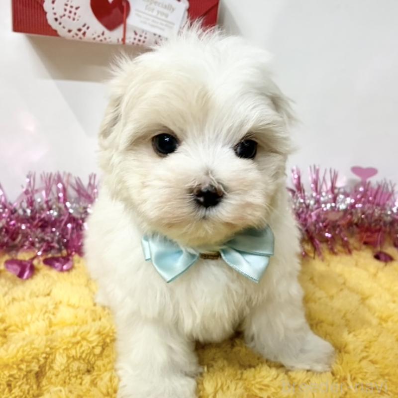 販売中の岐阜県のマルチーズ-446230の1枚目