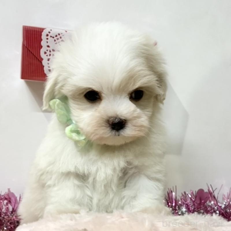 販売中の岐阜県のマルチーズ-446231