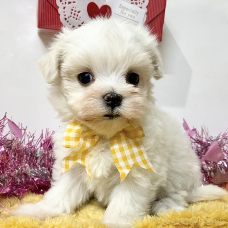 販売中の岐阜県のマルチーズ-446232