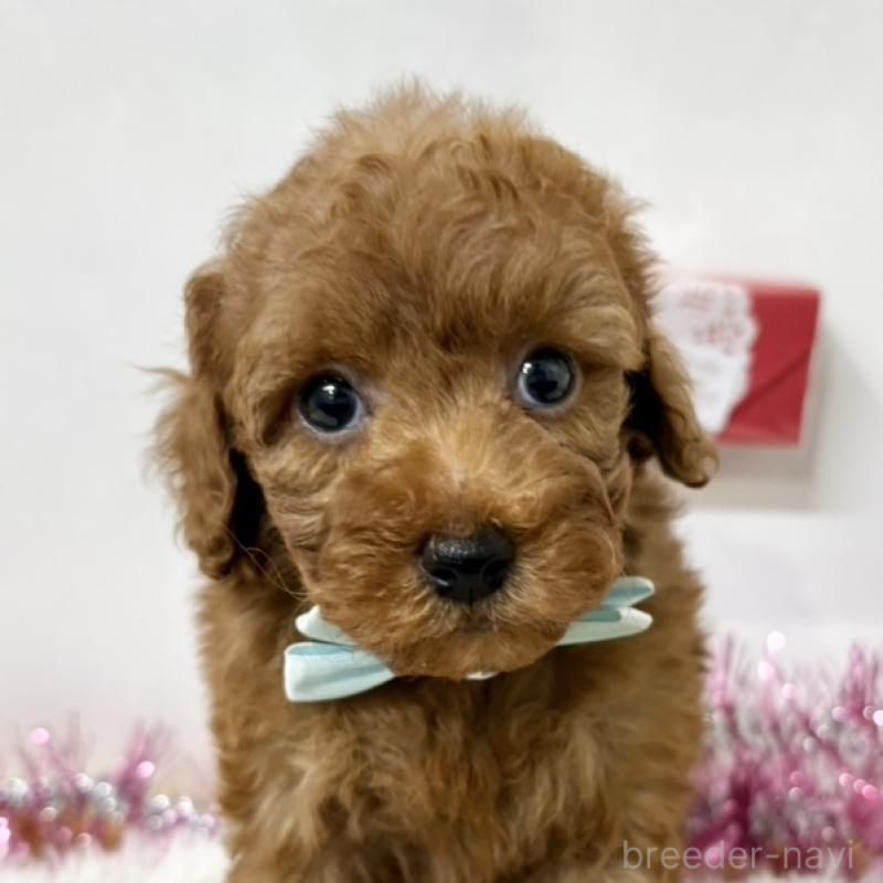 販売中の岐阜県のトイプードル-446233