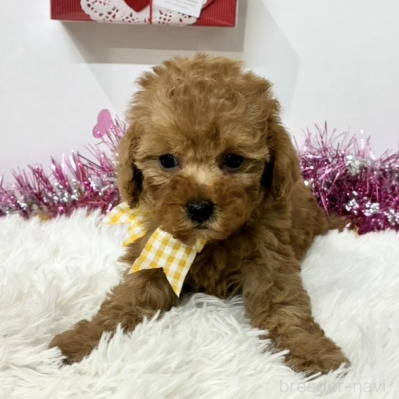 販売中の岐阜県のトイプードル-446235の1枚目