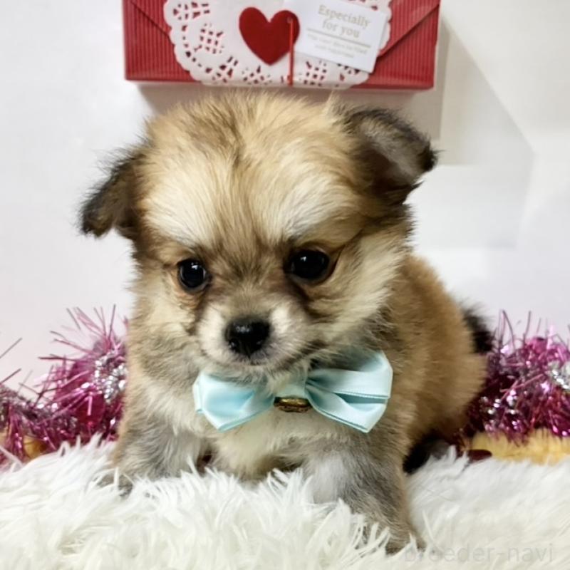 販売中の岐阜県のポメチワ:ポメラニアン×チワワ-446236