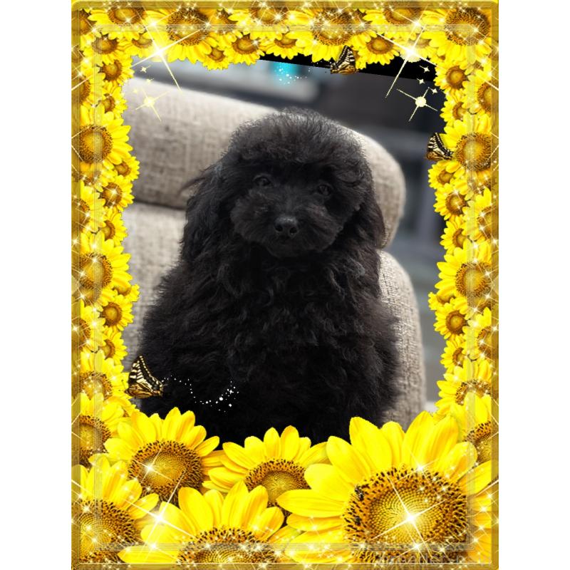 販売中の山口県のトイプードル-446237