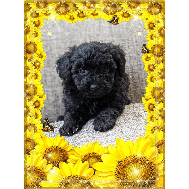 販売中の山口県のトイプードル-446237の4枚目