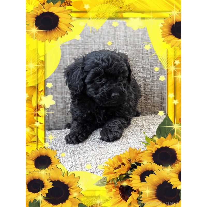 販売中の山口県のトイプードル-446237の3枚目