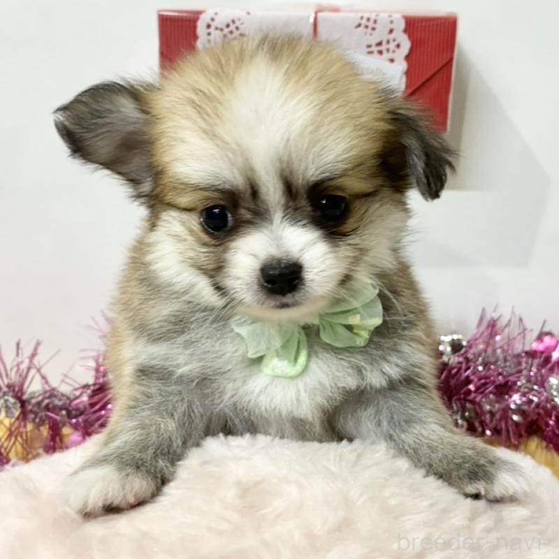 販売中の岐阜県のポメチワ:ポメラニアン×チワワ-446238の1枚目