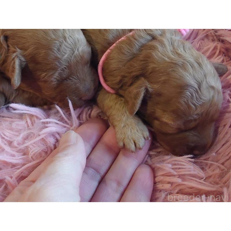 販売中の北海道のポメプー:ポメラニアン×トイプードル-446239の3枚目