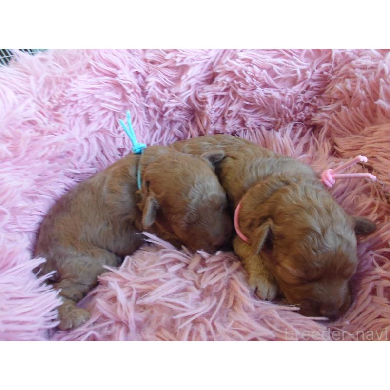 販売中の北海道のポメプー:ポメラニアン×トイプードル-446239の2枚目