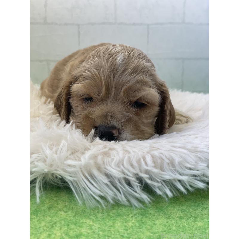 販売中の千葉県のアメリカンコッカースパニエル-446430の4枚目