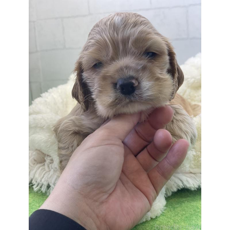 販売中の千葉県のアメリカンコッカースパニエル-446430の2枚目