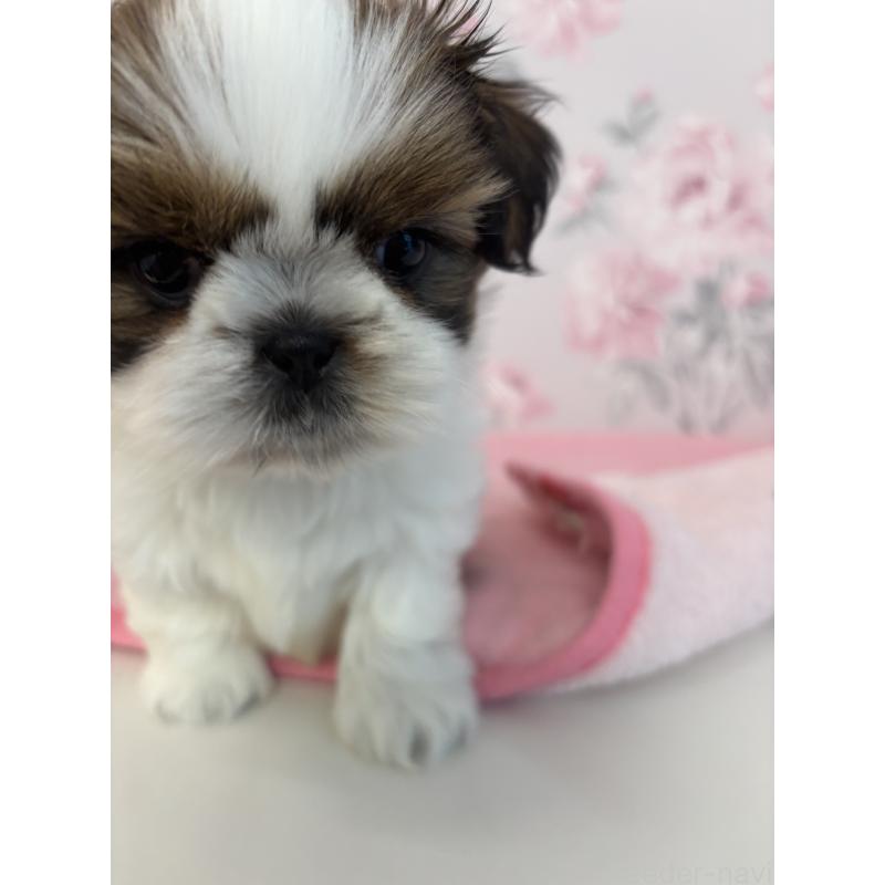 成約済の岐阜県のシーズー-440545の3枚目