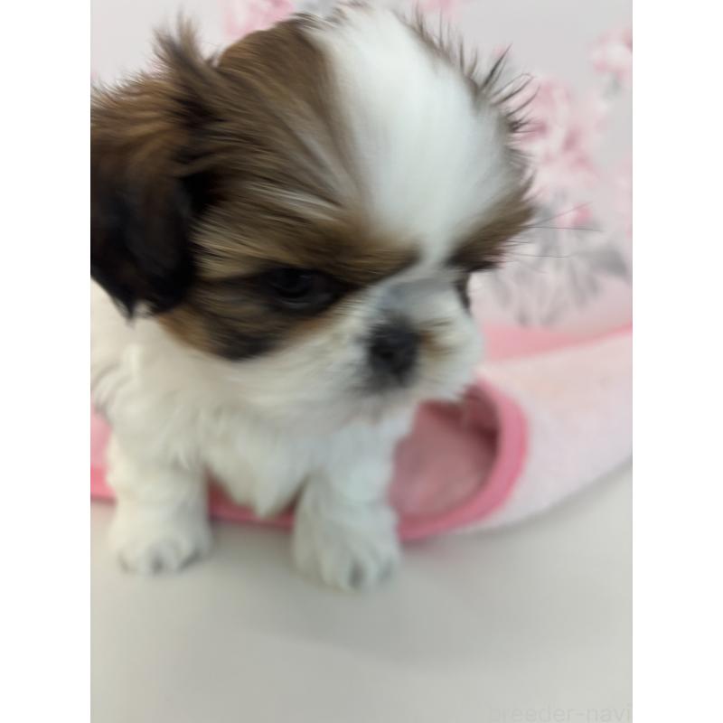 成約済の岐阜県のシーズー-440545の2枚目