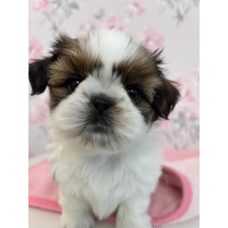 成約済の岐阜県のシーズー-440545の1枚目