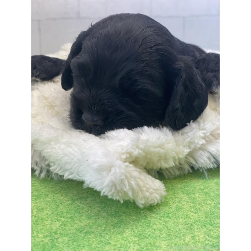 販売中の千葉県のアメリカンコッカースパニエル-446431の2枚目