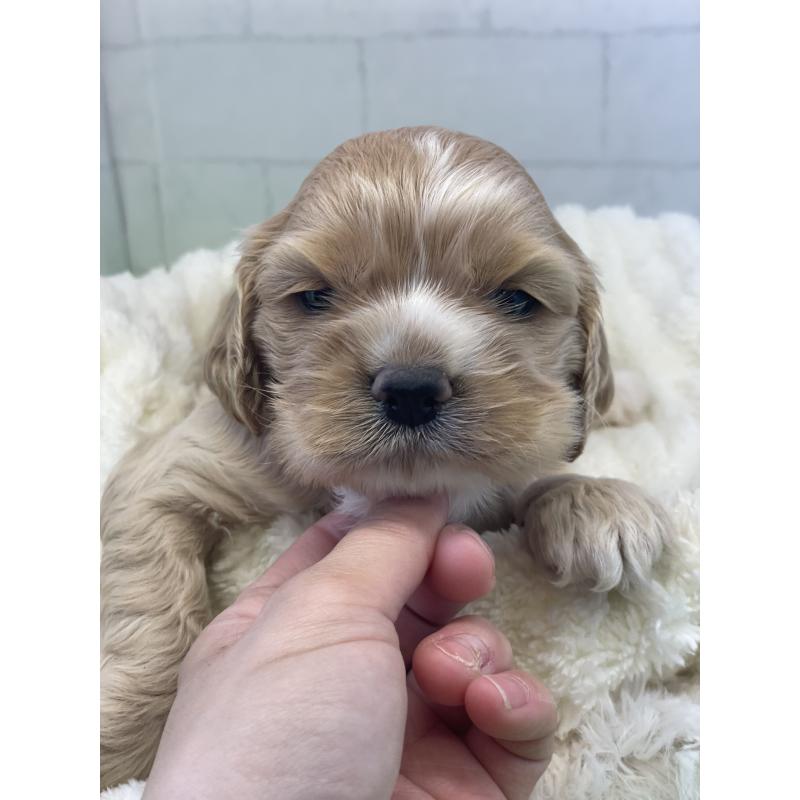 販売中の千葉県のアメリカンコッカースパニエル-446432の3枚目