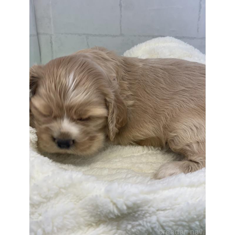 販売中の千葉県のアメリカンコッカースパニエル-446432の2枚目