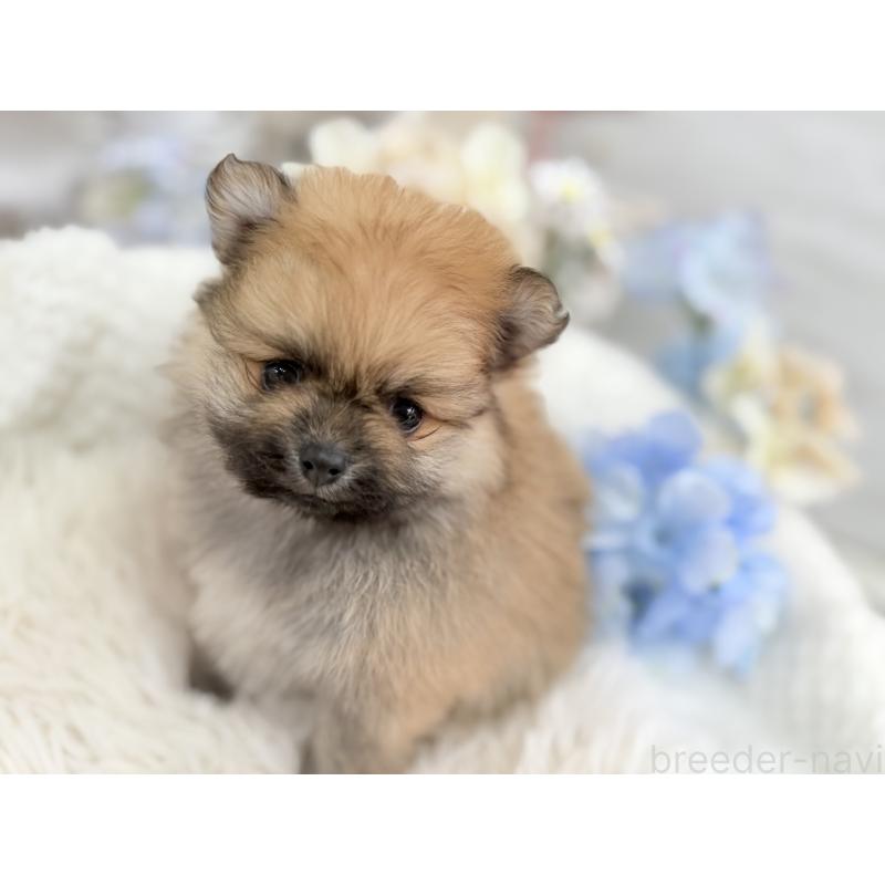 販売中の京都府のポメラニアン-446243の11枚目