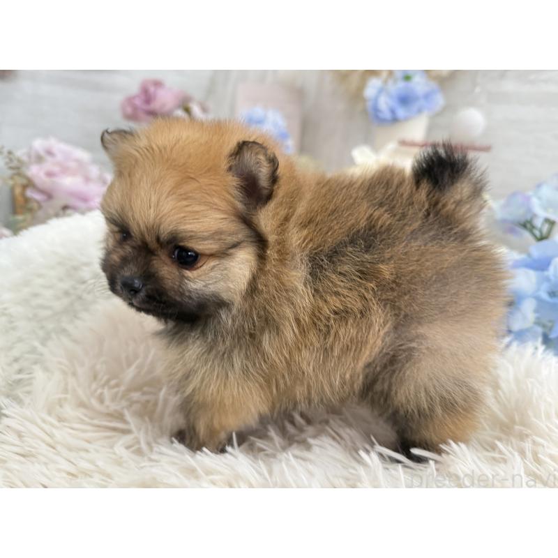 販売中の京都府のポメラニアン-446243の9枚目