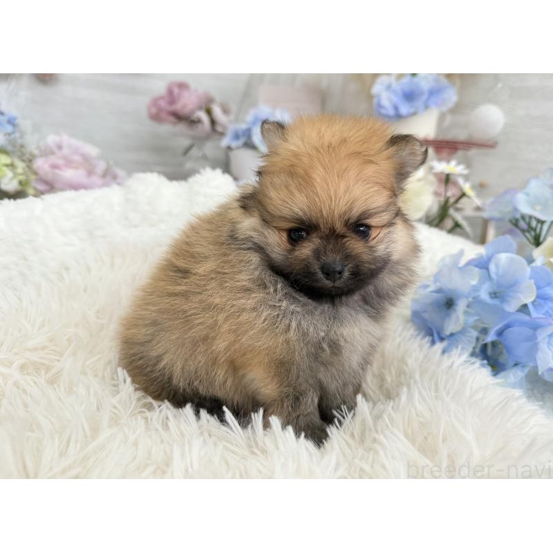 販売中の京都府のポメラニアン-446243の7枚目