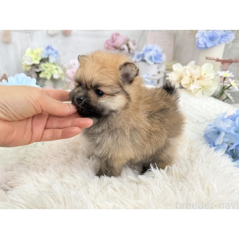 販売中の京都府のポメラニアン-446243の6枚目