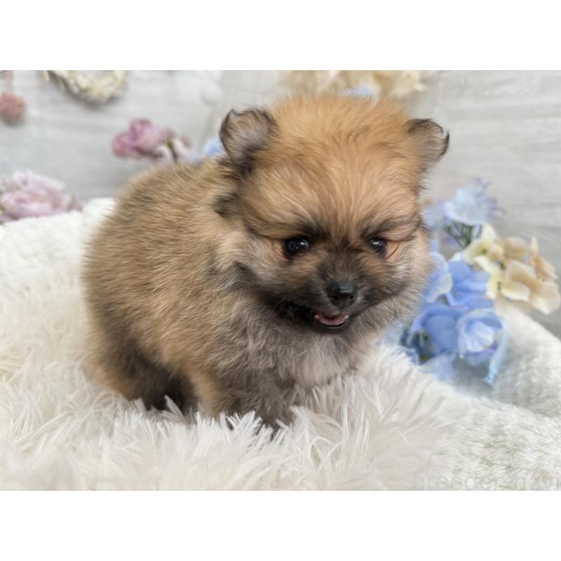 販売中の京都府のポメラニアン-446243の5枚目