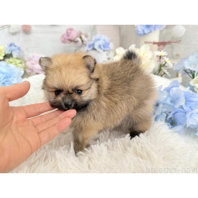 販売中の京都府のポメラニアン-446243の3枚目