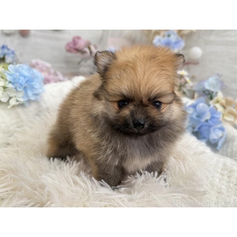 販売中の京都府のポメラニアン-446243の2枚目