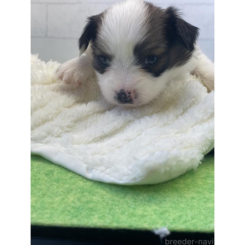 販売中の千葉県のパピヨン-446437の3枚目