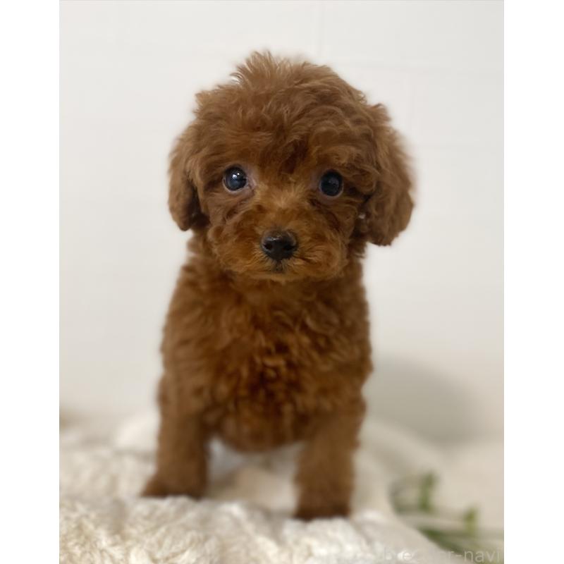 販売中の静岡県のタイニープードル-446245の3枚目