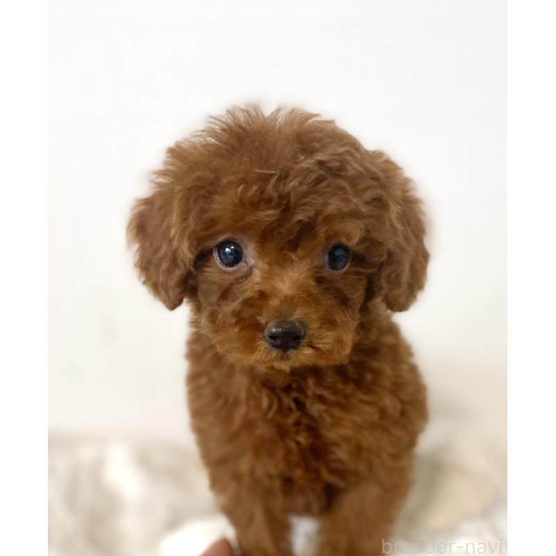 販売中の静岡県のタイニープードル-446245の2枚目