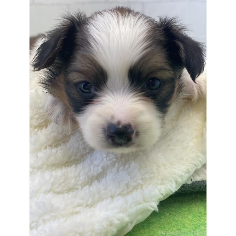 販売中の千葉県のパピヨン-446436の2枚目