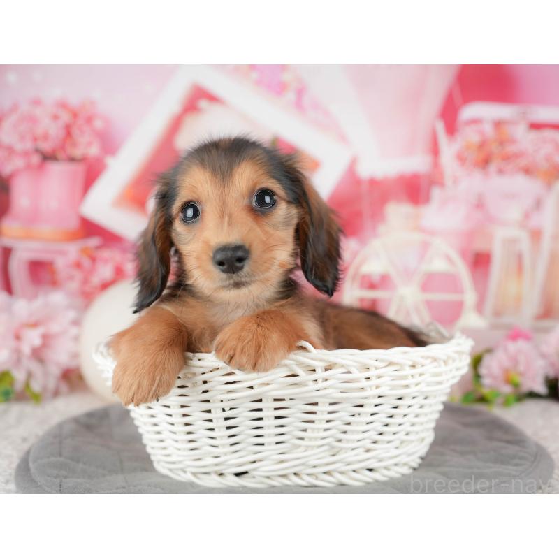 成約済の神奈川県のミニチュアダックスフンド(ロングヘアード)-446780の15枚目