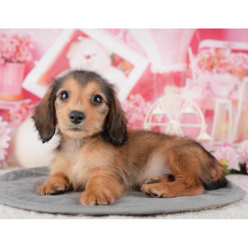 成約済の神奈川県のミニチュアダックスフンド(ロングヘアード)-446780の13枚目