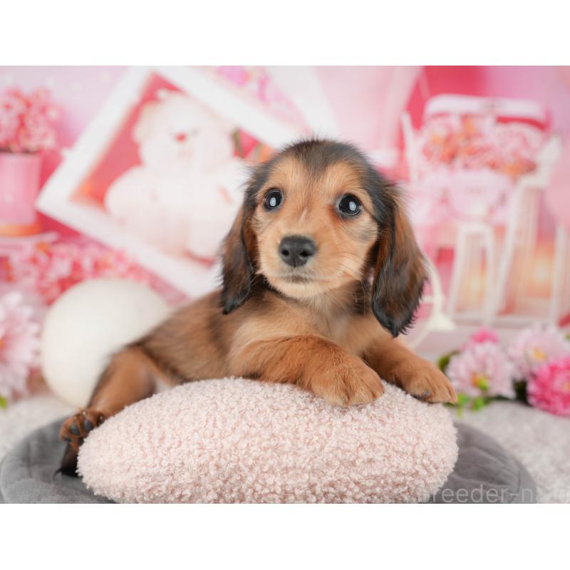 成約済の神奈川県のミニチュアダックスフンド(ロングヘアード)-446780の11枚目