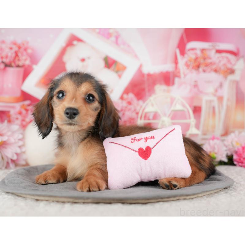 成約済の神奈川県のミニチュアダックスフンド(ロングヘアード)-446780の9枚目