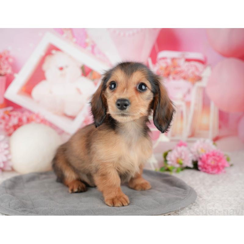 成約済の神奈川県のミニチュアダックスフンド(ロングヘアード)-446780の8枚目