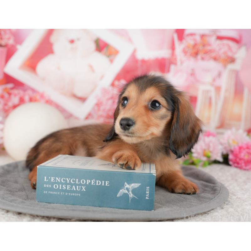 成約済の神奈川県のミニチュアダックスフンド(ロングヘアード)-446780の6枚目