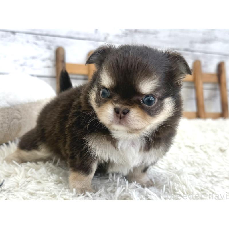 販売中の神奈川県のチワワ(ロングコート)-446244の5枚目