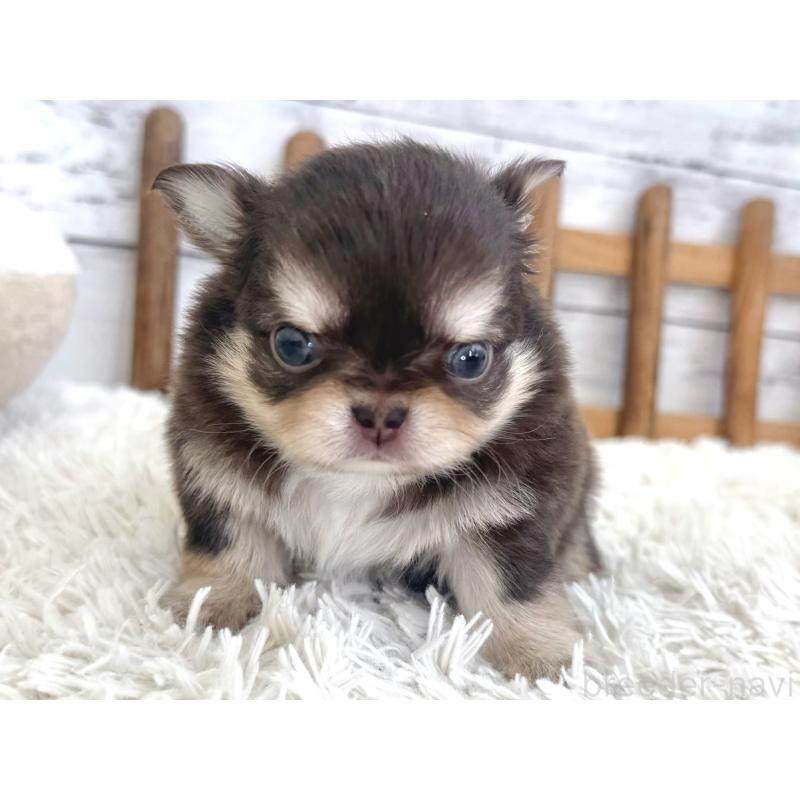 販売中の神奈川県のチワワ(ロングコート)-446244の2枚目